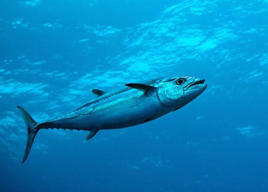 Dogtooth Tuna