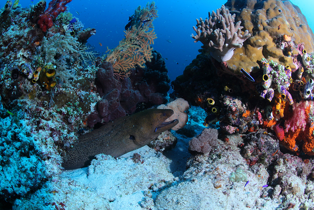 Komodo Cruise and Diving Liveboard